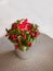 Eastern teaberry Gaultheria procumbens on table