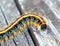 Eastern Tent Caterpillar