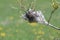 Eastern tent Caterpillar Malacosoma americanum