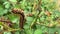 Eastern tent caterpillar, Malacosoma americanum, eating rose leaves