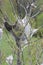 Eastern tent Caterpillar Malacosoma americanum outside of Nest