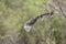 Eastern tent Caterpillar Malacosoma americanum outside of Nest