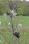 Eastern tent Caterpillar Malacosoma americanum outside of Nest