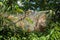 Eastern Tent Caterpillar Nest â€“ Mallacoota americanum
