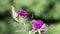 Eastern Tiger Swallow butterfly on purple Butterfly Bush flower