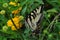 Eastern Tiger Swallowtail