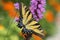 Eastern Tiger Swallowtail