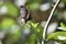 Eastern Tiger Swallowtail Butterflies, Black Butterflies, Swallowtail butterflies