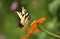 Eastern Tiger Swallowtail Butterfly