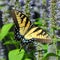 Eastern Tiger Swallowtail Butterfly