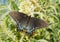 Eastern Tiger Swallowtail butterfly, dark morph female