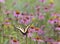 Eastern Tiger Swallowtail Butterfly in Dreamy Field of Coneflowers