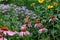 Eastern Tiger Swallowtail butterfly on Echinacea flowers