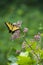 Eastern Tiger Swallowtail Butterfly Feeding