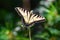 Eastern Tiger Swallowtail Butterfly Feeding