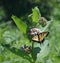 Eastern Tiger Swallowtail butterfly feeding on milkweed flower
