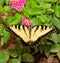 Eastern Tiger Swallowtail butterfly feeding on pink Lantana flowers