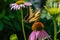 Eastern tiger swallowtail butterfly in a field of Echinacea Coneflowers