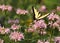 Eastern Tiger Swallowtail Butterfly Flying in Soft Focus Garden