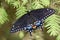 Eastern Tiger Swallowtail Butterfly on a pine bough