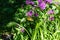 Eastern Tiger swallowtail butterfly on purple flower, Monarda,