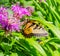 Eastern Tiger swallowtail butterfly on purple flower, Monarda,