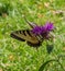 Eastern Tiger swallowtail butterfly on purple flower, Monarda,