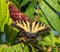Eastern tiger swallowtail butterfly on a sumac plant