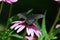 Eastern Tiger Swallowtail Dark Phase female sitting on a purple cone flower