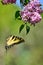 Eastern Tiger Swallowtail in mid air and pink lilac High Park