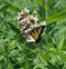 Eastern Tiger Swallowtail on Milkweed flowers