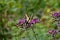 An Eastern Tiger Swallowtail and New England Aster