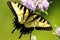 Eastern Tiger Swallowtail (Papilio glaucas)