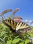 Eastern Tiger Swallowtail (Papilio glaucus)