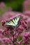 Eastern Tiger Swallowtail - Papilio glaucus - on Joe Pye weed