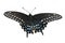 Eastern tiger swallowtail top view isolated