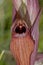 Eastern Tongue Orchid Serapias cordigera