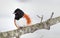 Eastern Towhee