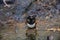 Eastern Towhee