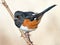 Eastern Towhee