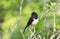 Eastern Towhee bird in Blue Ridge Mountains, North Carolina