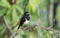 Eastern Towhee bird singing