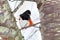 Eastern Towhee II