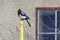 An Eastern Towhee sparrow sitting on a yellow pole