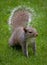 Eastern tree squirrel