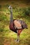 Eastern Turkey (Wild Turkey) Animal. AI Generated.