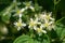 Eastern Virginâ€™s Bower â€“ Clematis virginiana