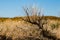 Eastern Washington Palouse vast expanse desert view with dry plant close-up