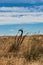 Eastern Washington Palouse vast expanse desert view with dry plant close-up