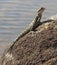 Eastern water dragon